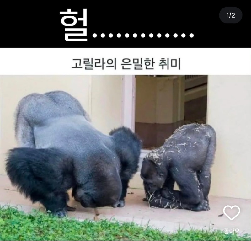 고릴라 취미