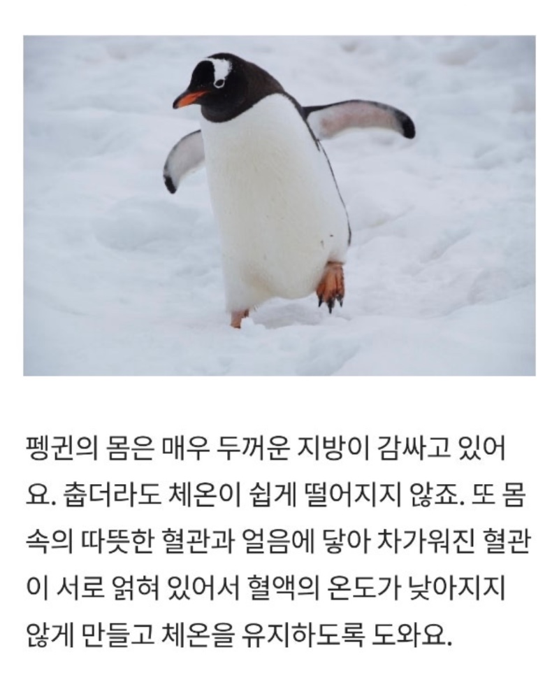 목이 짧은게 아닙니다만