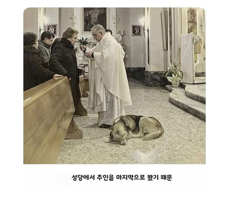 강아지가 성당에 매일 나오는 이유