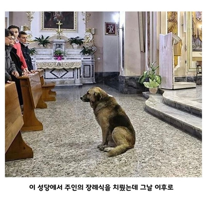 강아지가 성당에 매일 나오는 이유