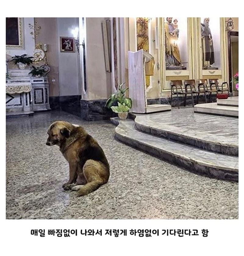 강아지가 성당에 매일 나오는 이유