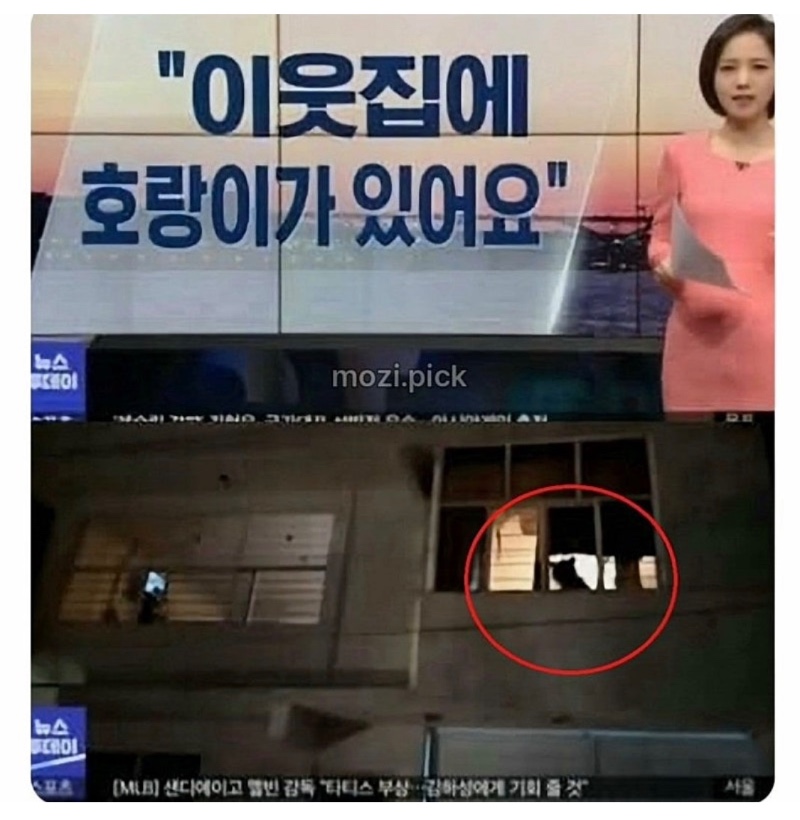 이웃집에 랑이 그림자 보여 신고
