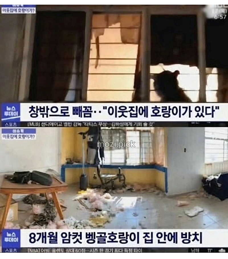 이웃집에 랑이 그림자 보여 신고