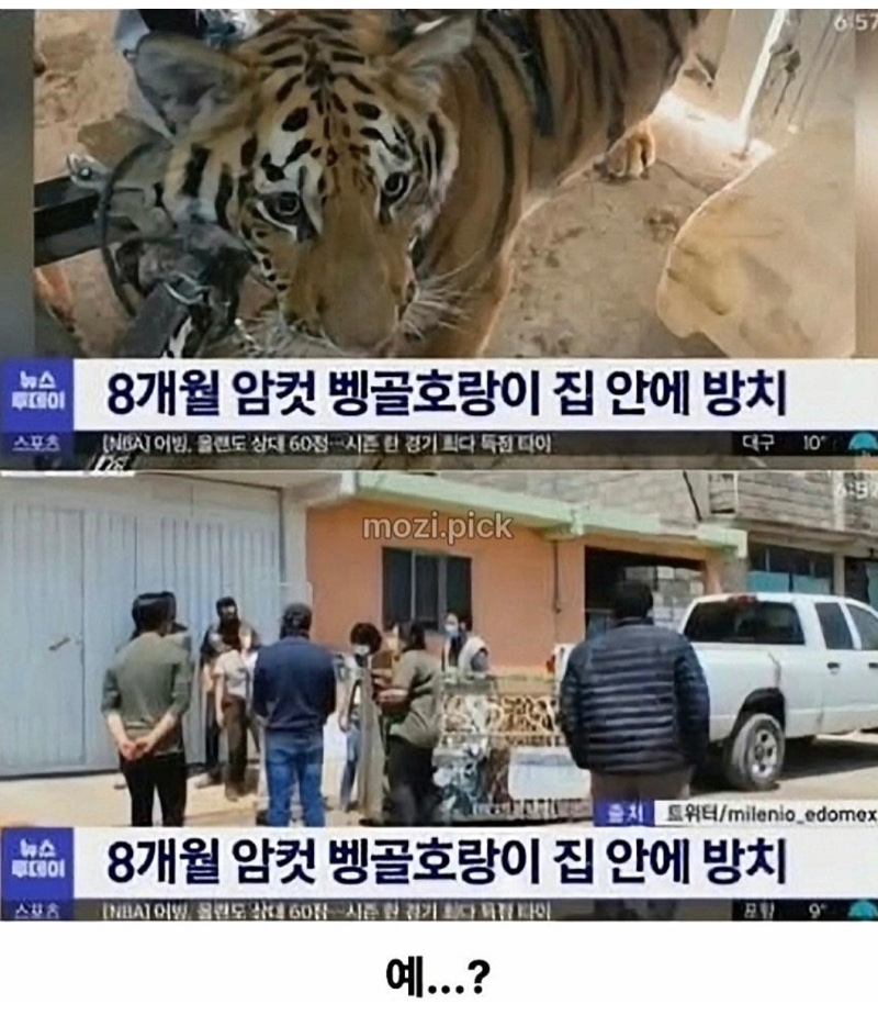 이웃집에 랑이 그림자 보여 신고