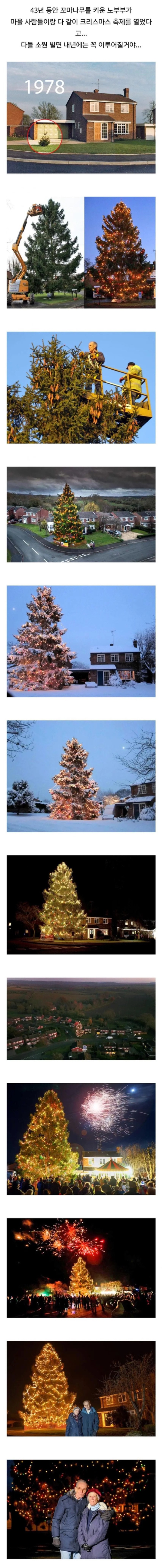 43년간 크리스마스 트리 키운 노부부