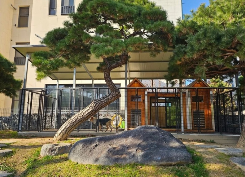 골프선수 박세리 개집 공개