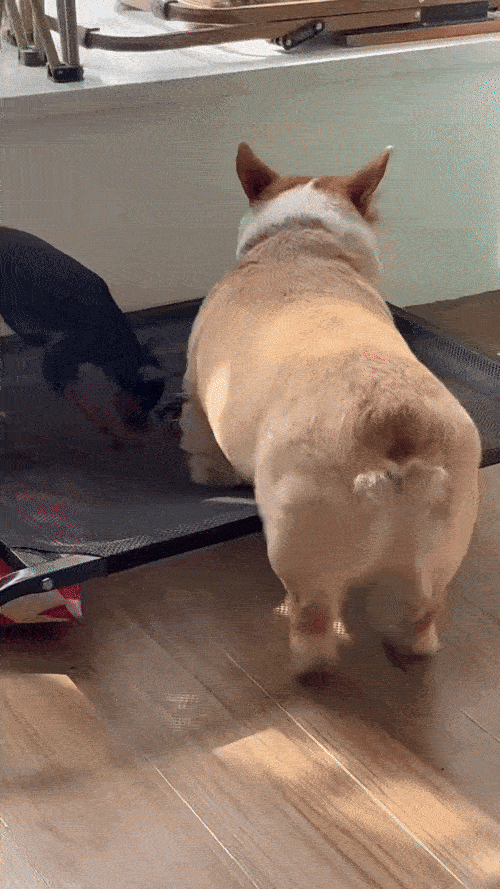 웰시코기에게는 조금 높은 곳