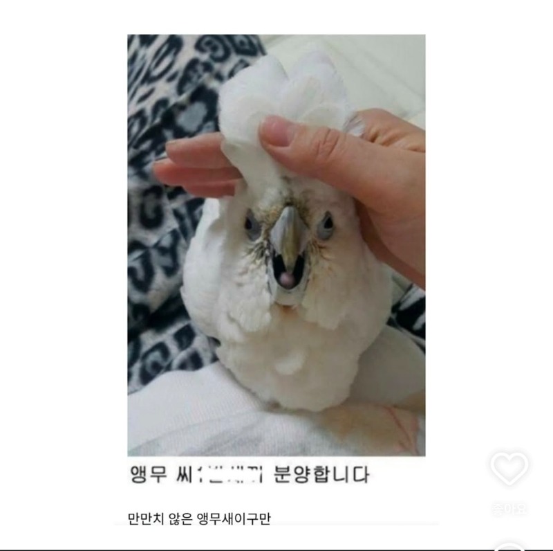 앵무새 팝니다.