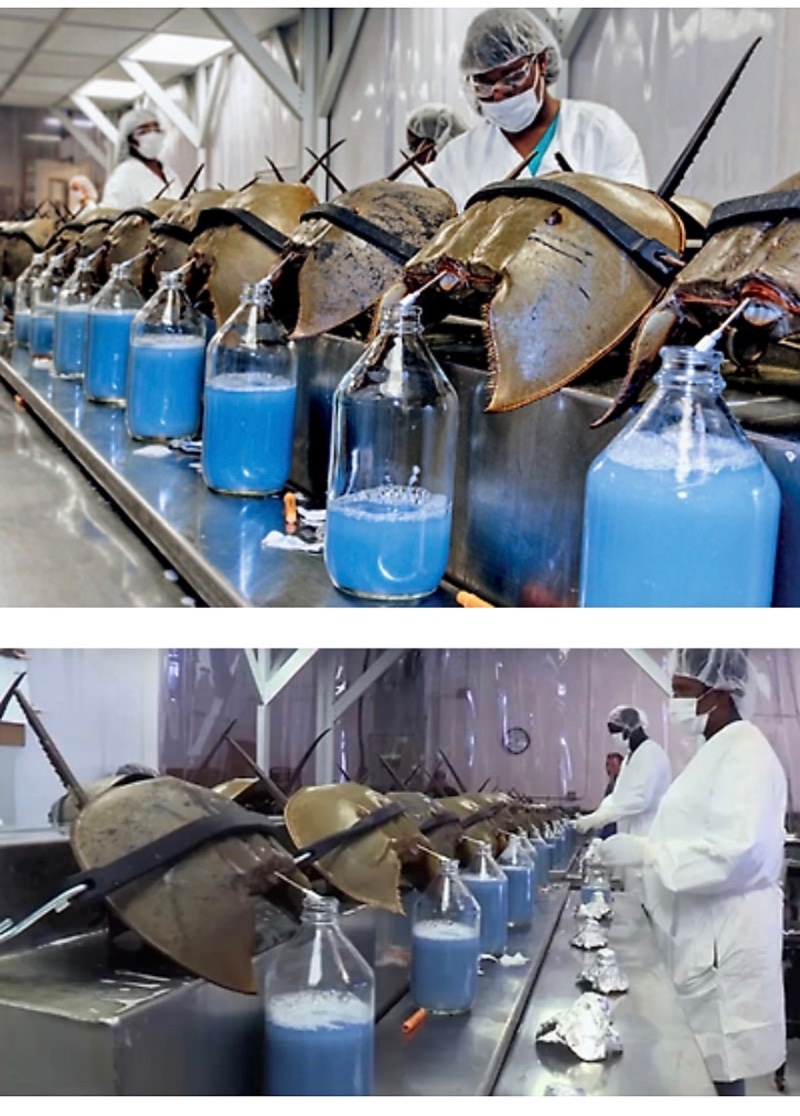 백신을 위해 희생되고 있는 동물