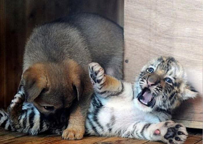 하룻 강아지 따위