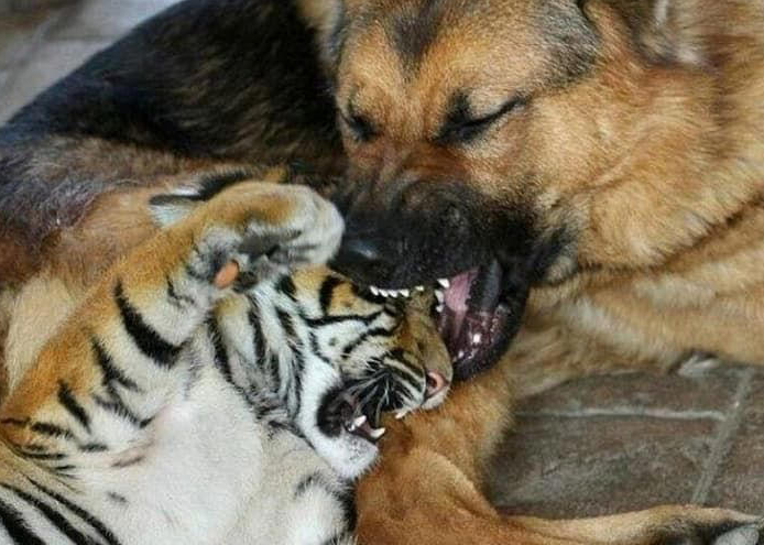 하룻 강아지 따위