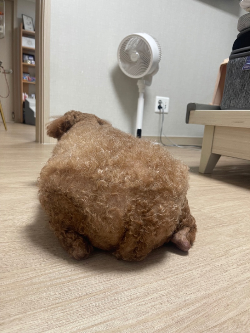 섹시한 뒤태의 소유자 우리 초코 ㅋㅋㅋ