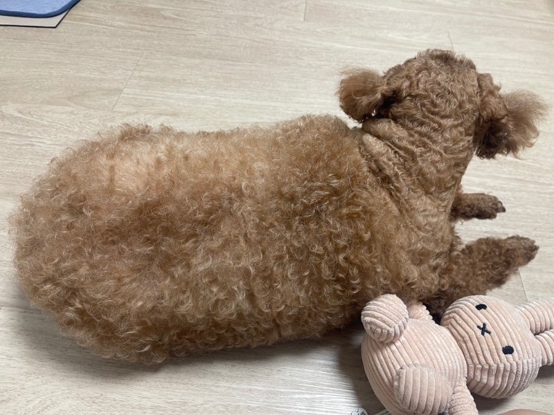 섹시한 뒤태의 소유자 우리 초코 ㅋㅋㅋ