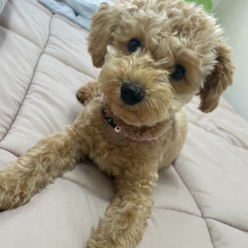 여러분 춘식이 보고가세용~