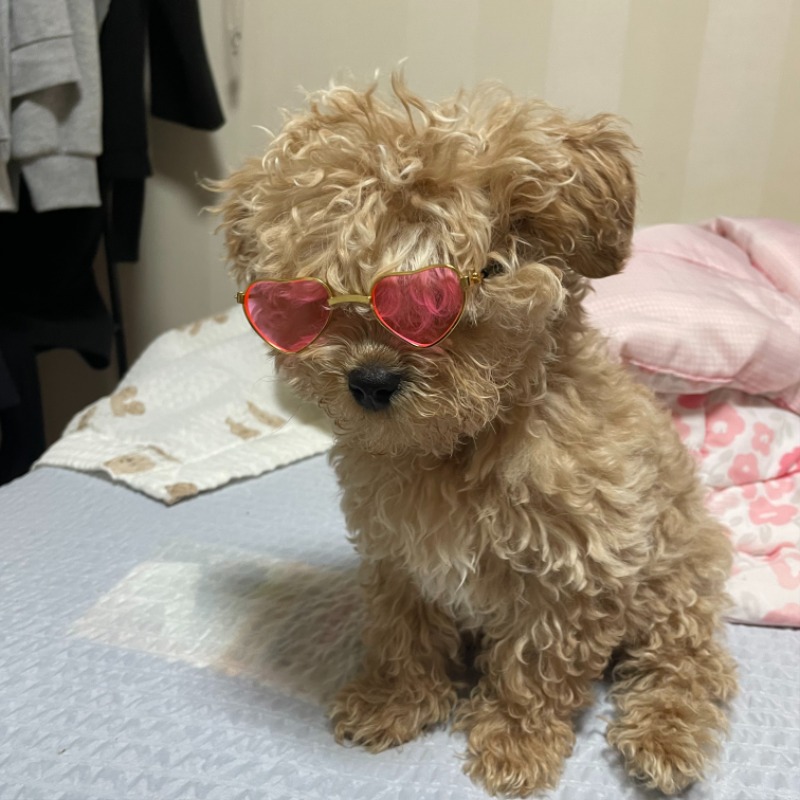 여러분 춘식이 보고가세용~