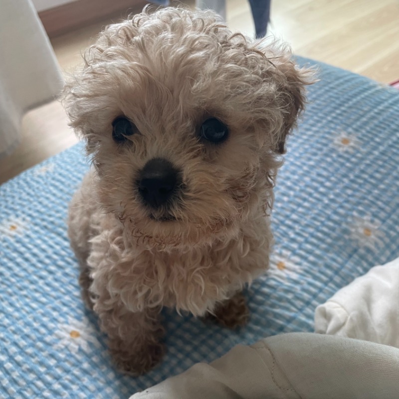 여러분 춘식이 보고가세용~