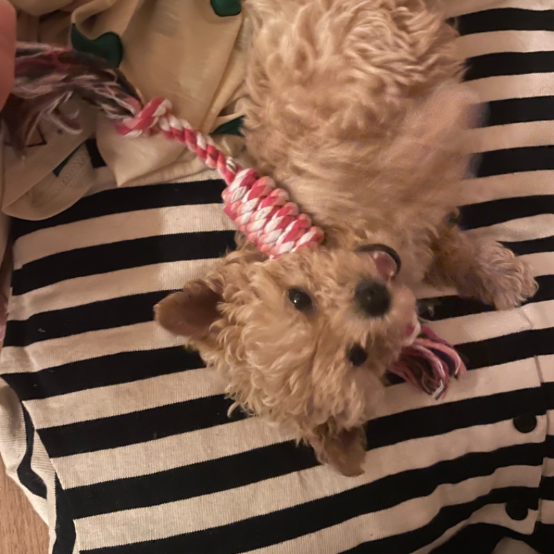 여러분 춘식이 보고가세용~