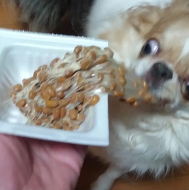 청국장이 좋았던 강아지