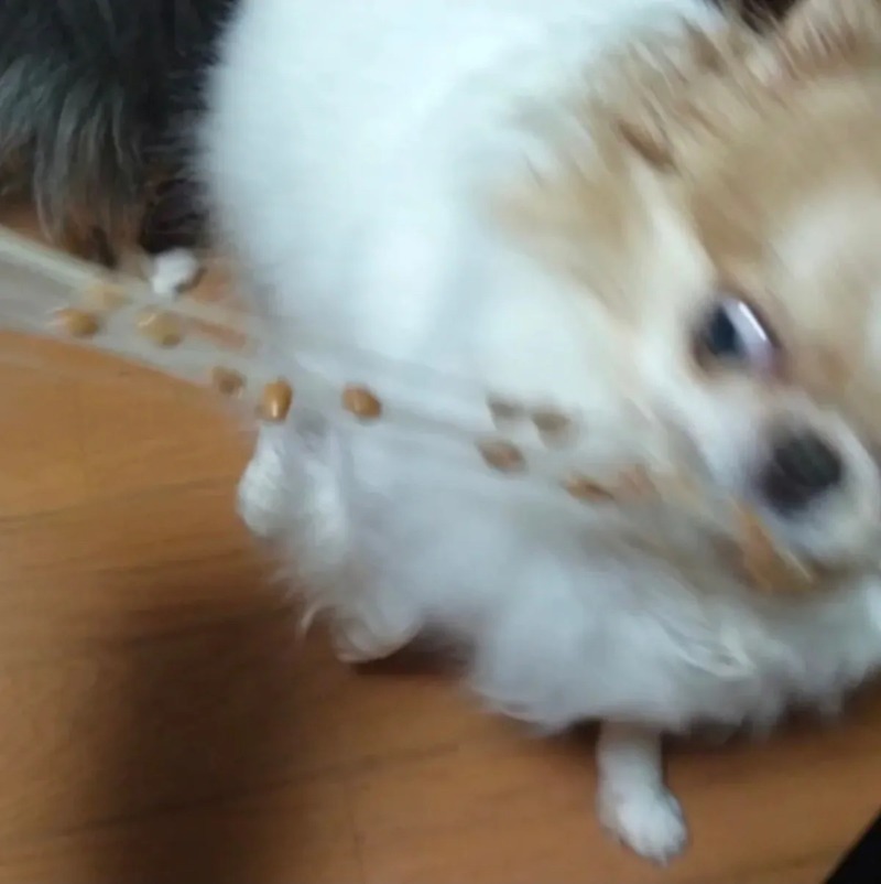 청국장이 좋았던 강아지