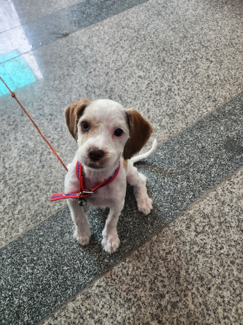 경비견 이발했어요~