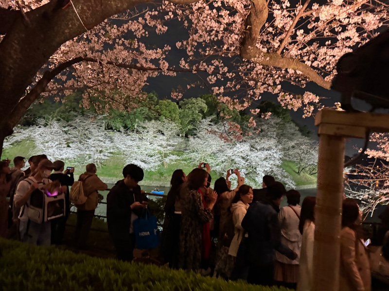 도쿄 벚꽃 시즌 지리네용