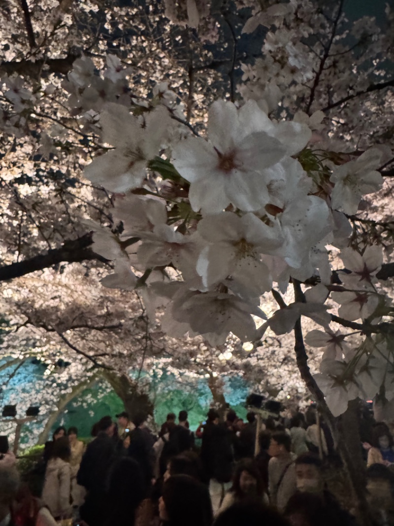 도쿄 벚꽃 시즌 지리네용