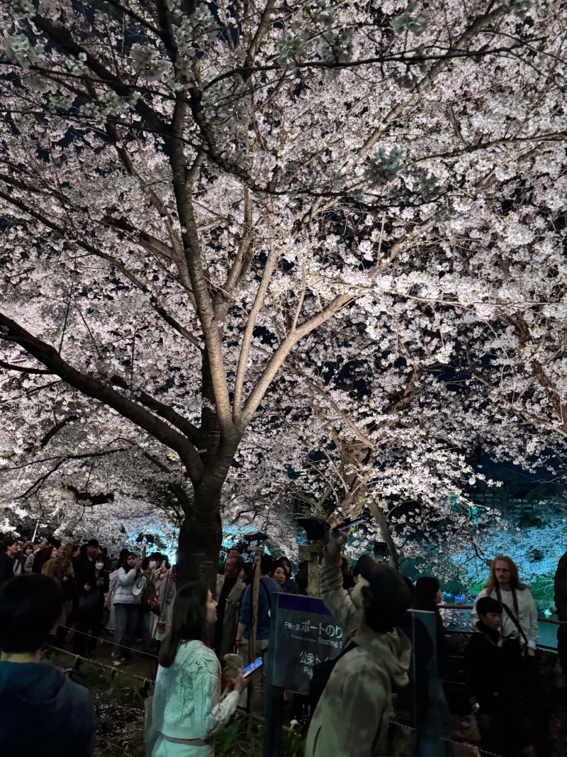 도쿄 벚꽃 시즌 지리네용