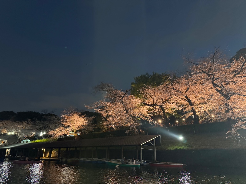 도쿄 벚꽃 시즌 지리네용
