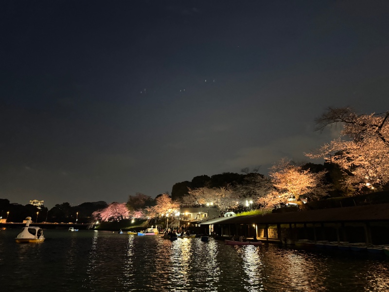 도쿄 벚꽃 시즌 지리네용