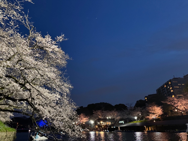 도쿄 벚꽃 시즌 지리네용