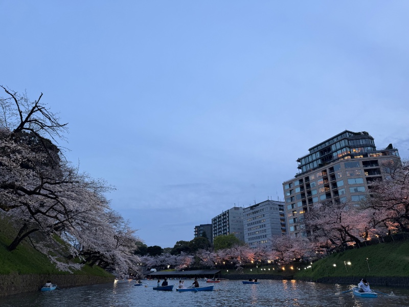 도쿄 벚꽃 시즌 지리네용