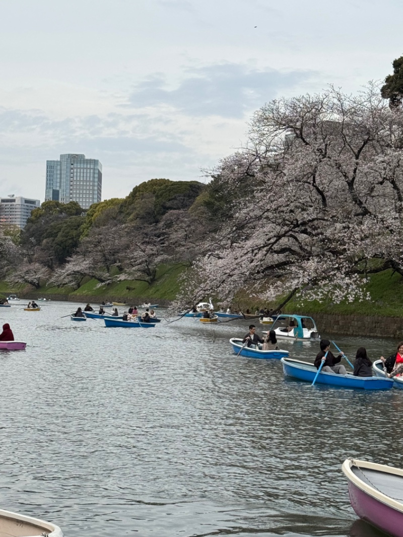 도쿄 벚꽃 시즌 지리네용