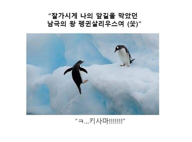 겐찬아 !!!! 펭!!!