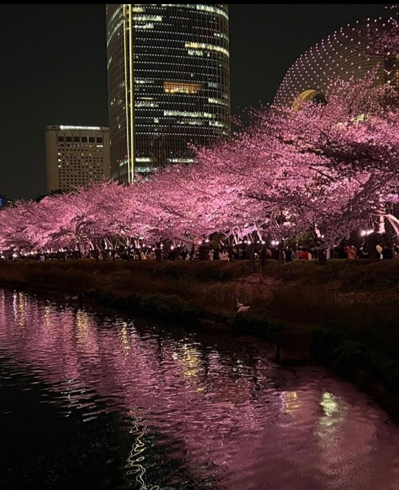 어제 석촌 벚꽃 갬성