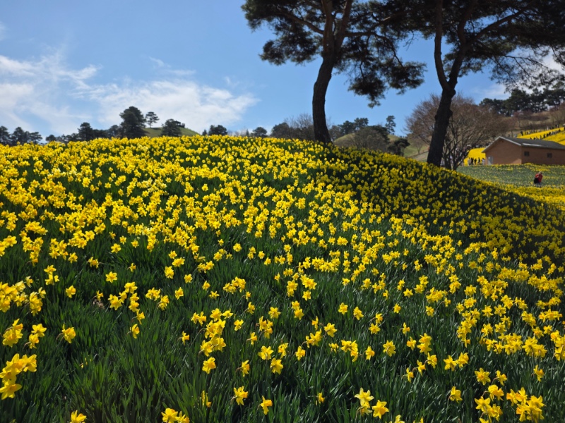 전남 구례2탄 (김천 연화지)