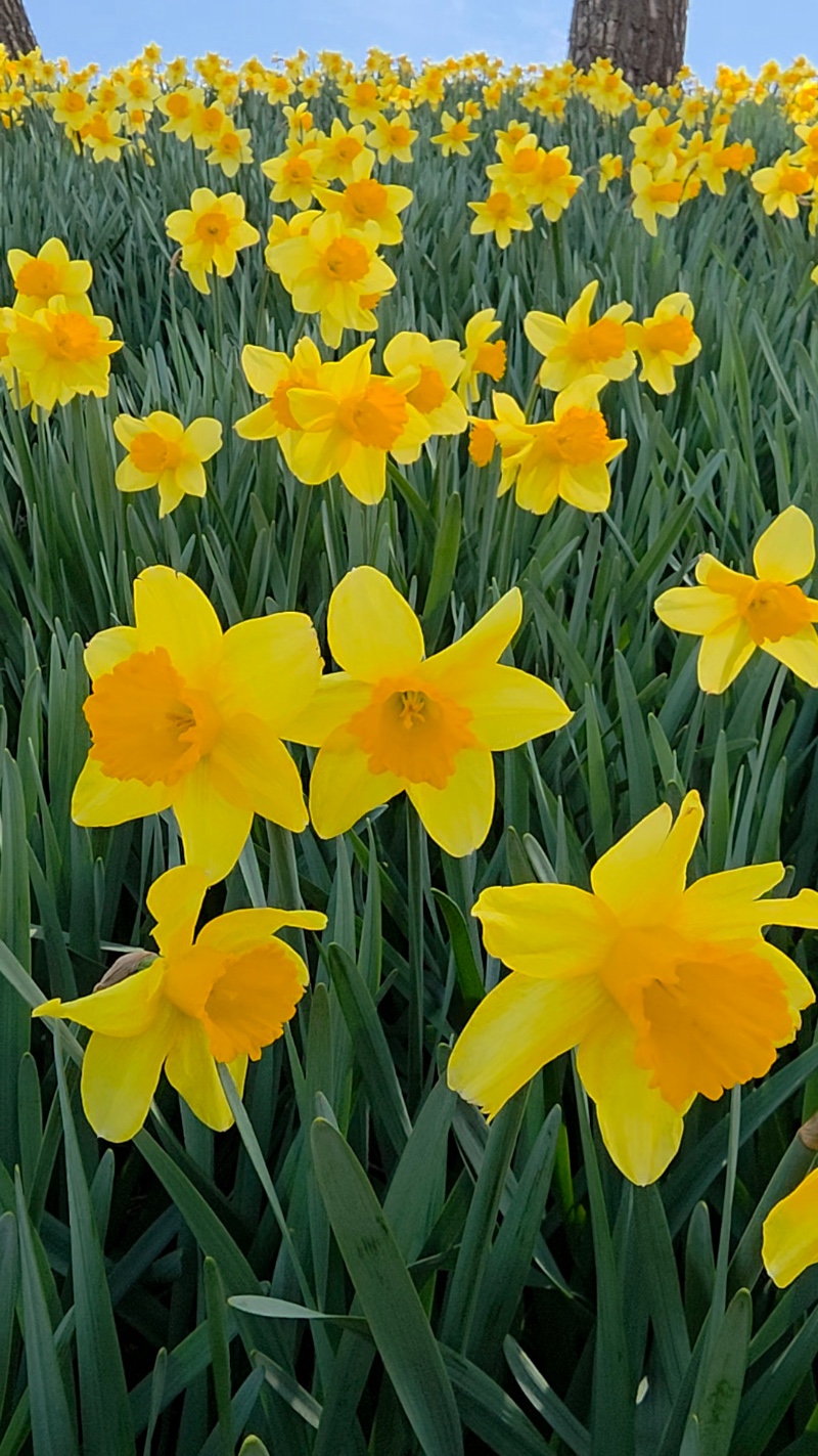 전남 구례2탄 (김천 연화지)