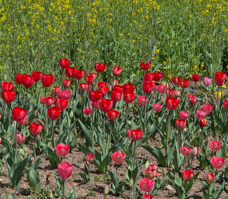 전남 구례2탄 (김천 연화지)