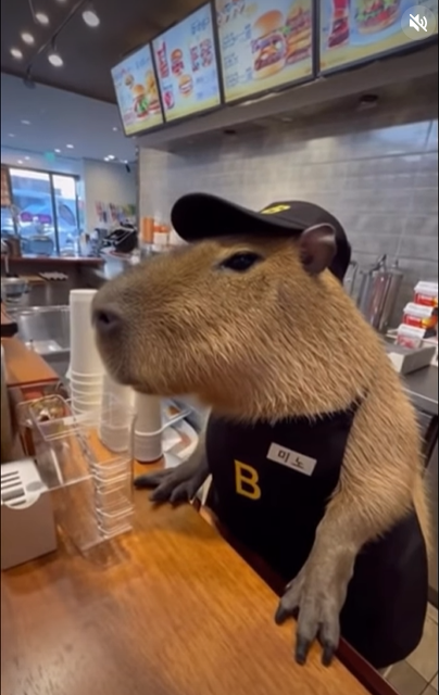 옴마나!!! 비빔이 ssg 륵포 가부러!!! 옴마나!!! 비빔이 ssg 륵포 가부러!!!