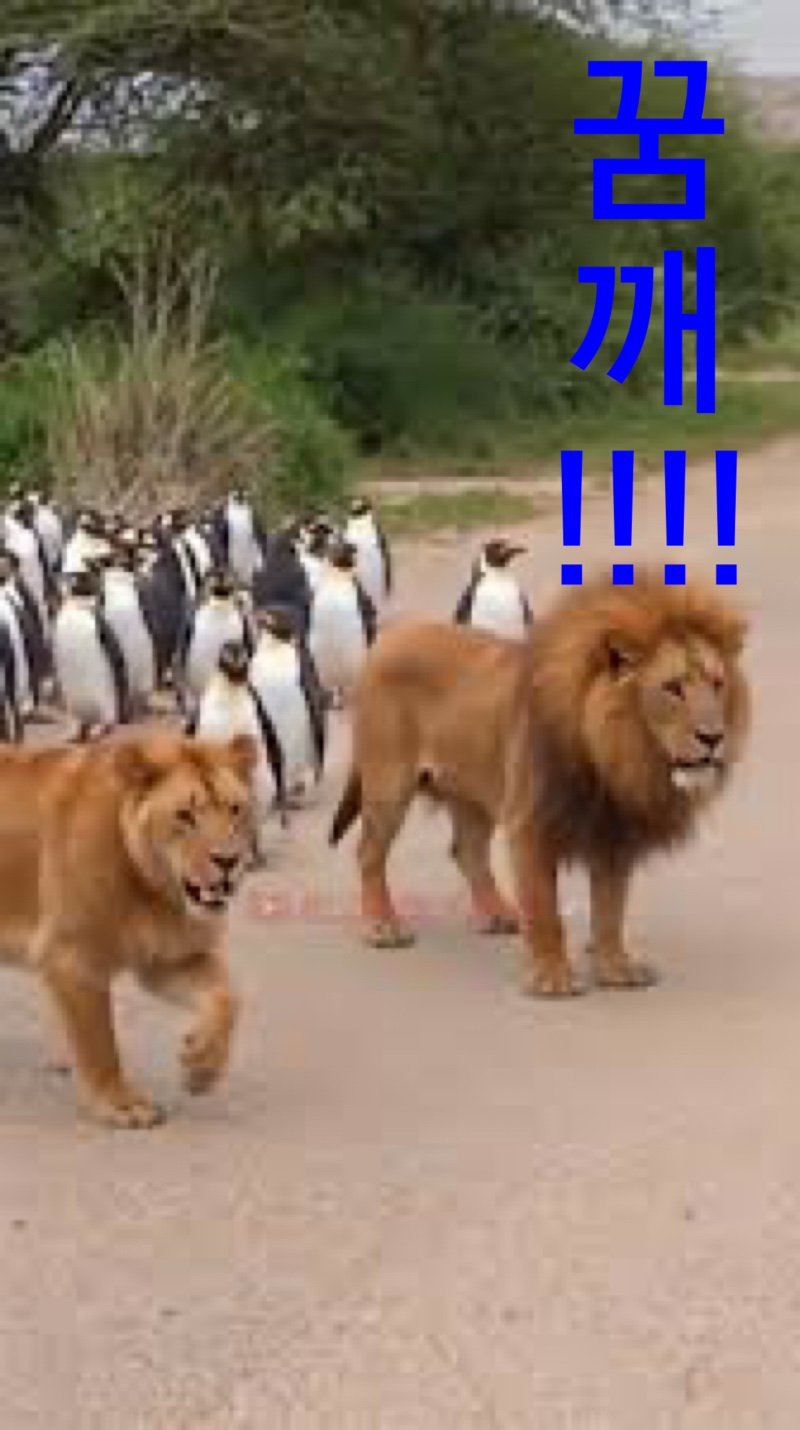 때으니도 이런 꿈