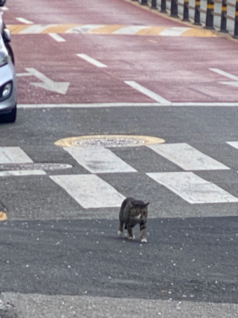 양이 아부지 암거나 주워먹지마 ㅋㅋ