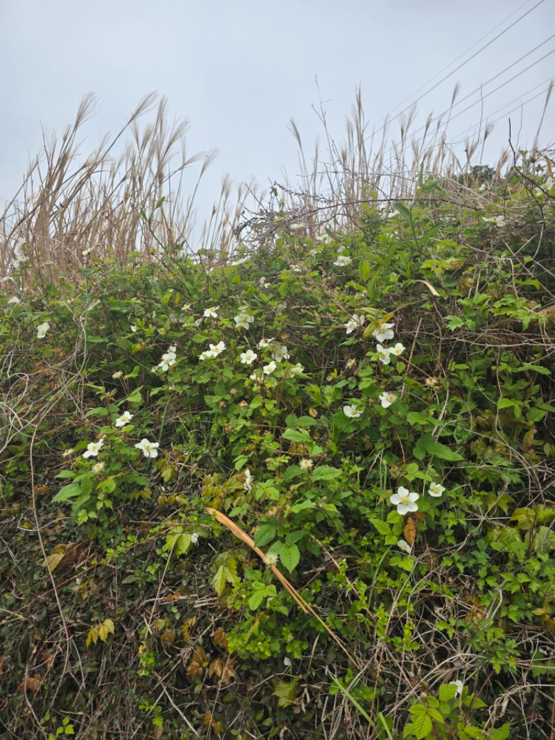 섬이라 꽃도 싱싱하네~~