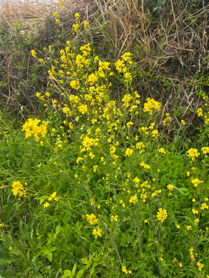 섬이라 꽃도 싱싱하네~~
