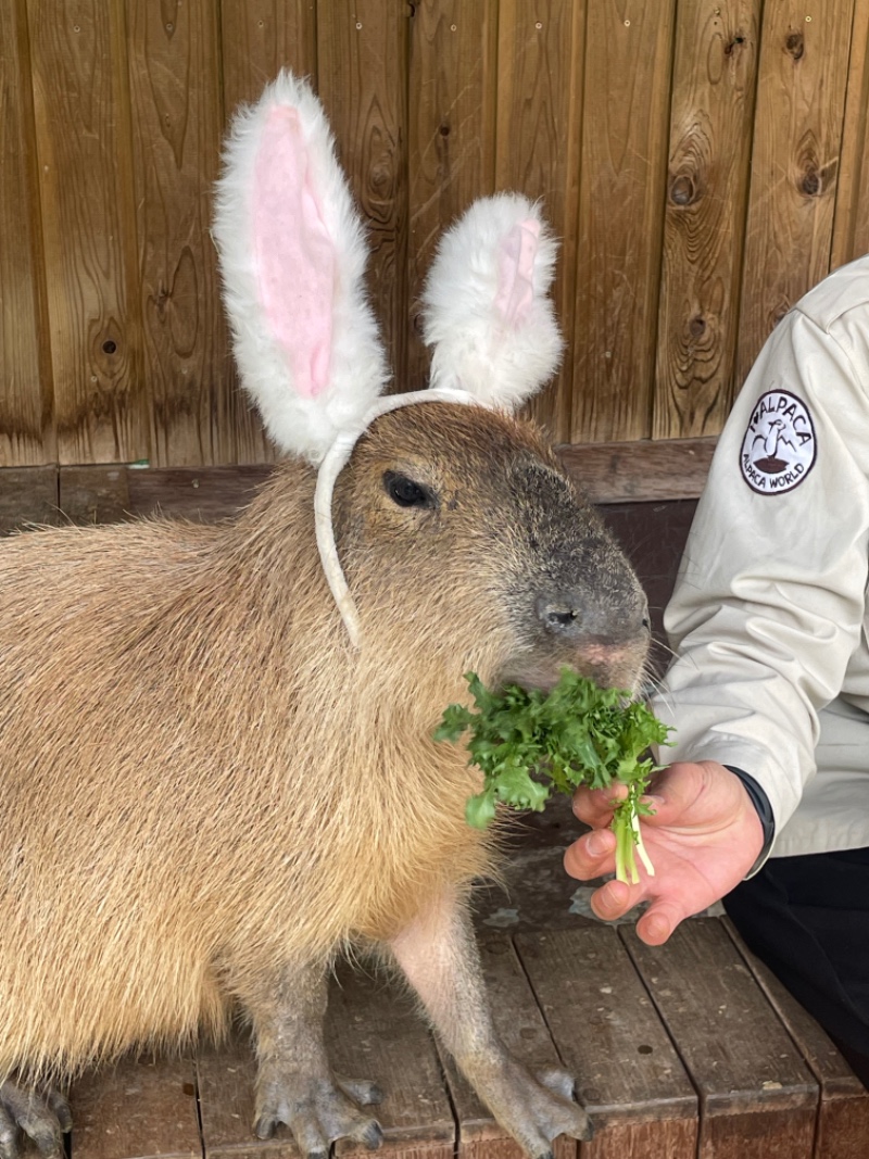 비버옵 여기서 뭐행???