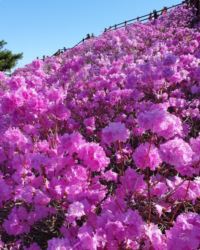 진달래축제..아직 덜핌