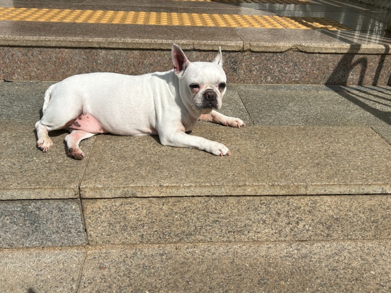 유기견 보호소 방문