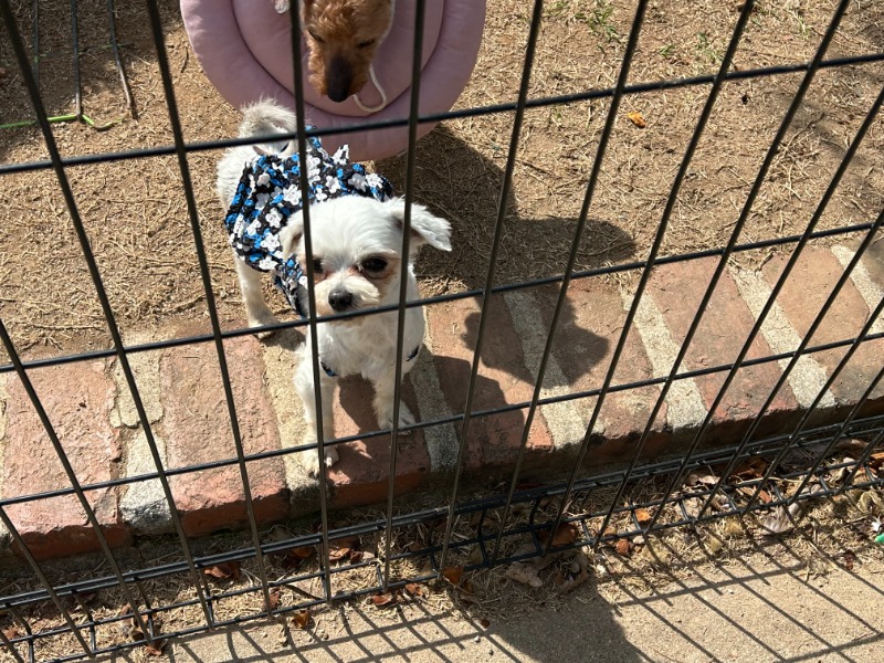 유기견 보호소 방문