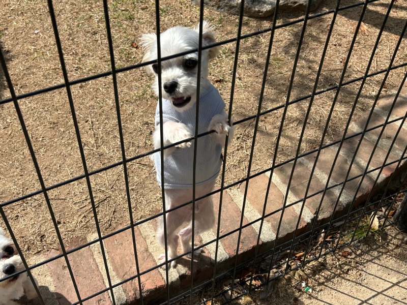 유기견 보호소 방문