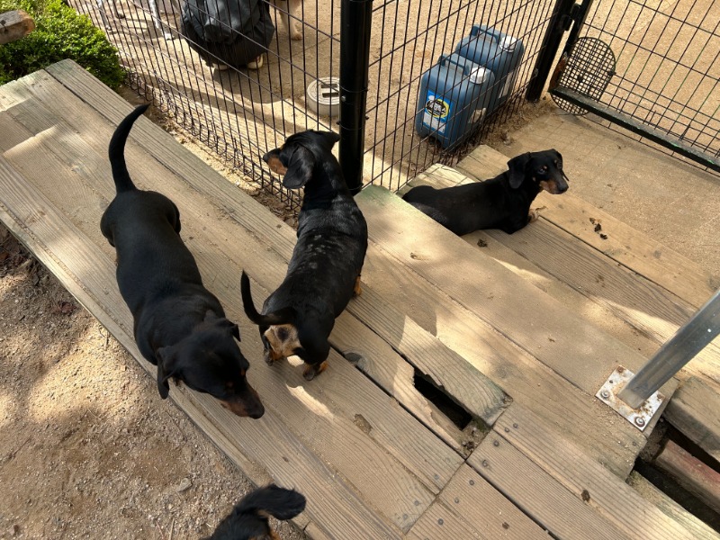 유기견 보호소 방문