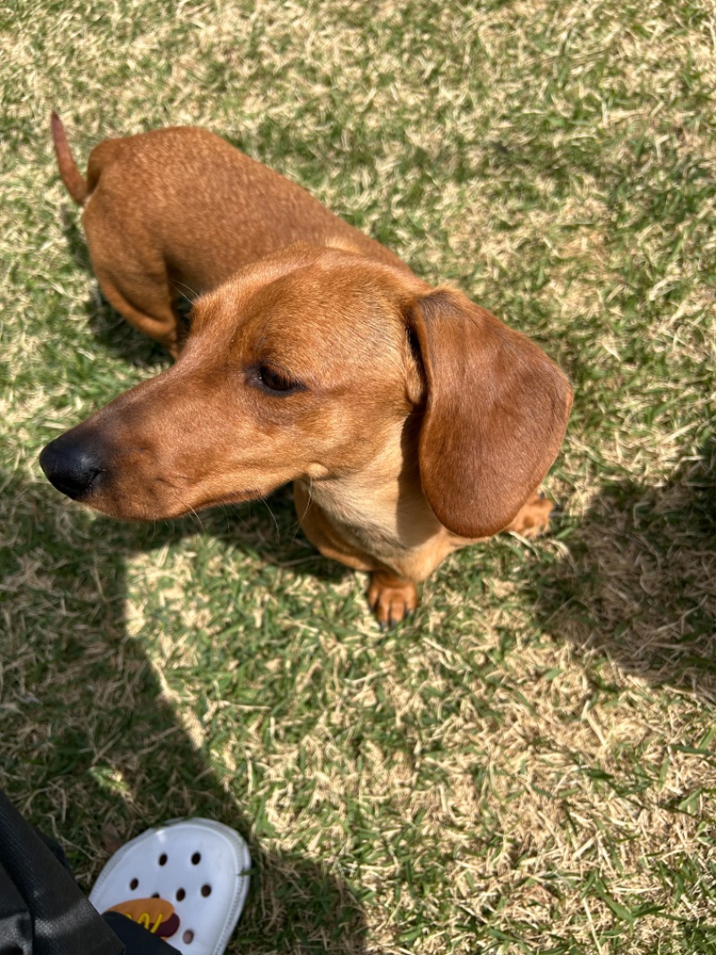 유기견 보호소 방문