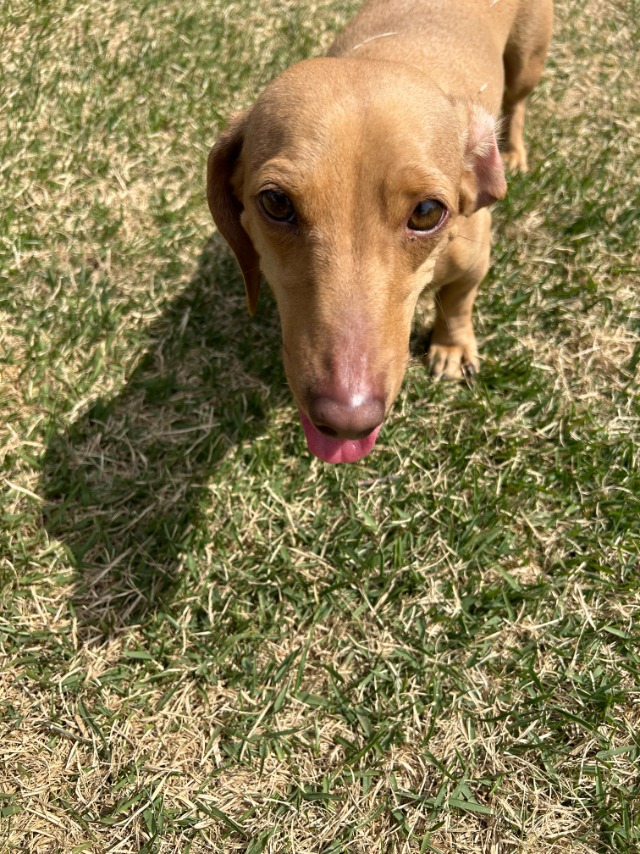 유기견 보호소 방문